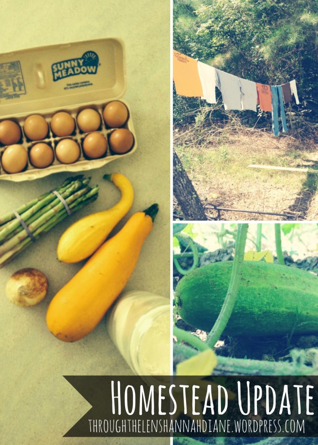 Homestead Update  | Through The Lens of Hannah Diane