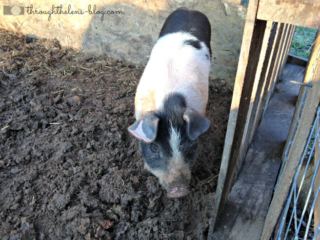 Piggy on the Homestead